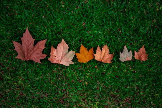 feuilles sur herbes